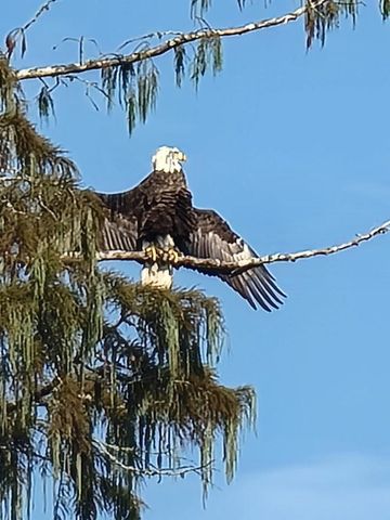 81 Pine Meadow, Cleveland, TX 77327