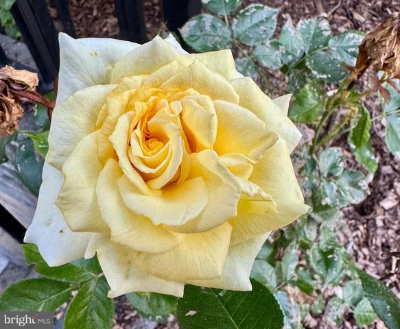 507 FIRST AVE, Lemont, PA 16851