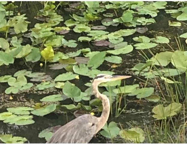 12770 Sugar Creek Drive, West Palm Beach, FL 33418