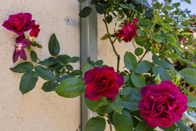 384 Beemer Avenue, Sunnyvale, CA 94086