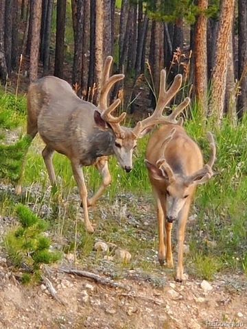 8511 S Warhawk Road, Conifer, CO 80433