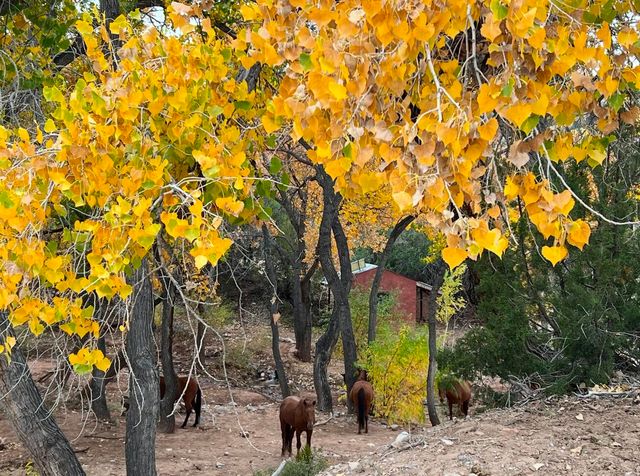 11 Tres Amigos Road, Placitas, NM 87043