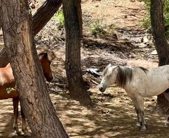 11 Tres Amigos Road, Placitas, NM 87043