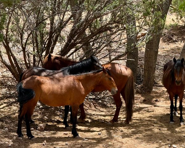 11 Tres Amigos Road, Placitas, NM 87043