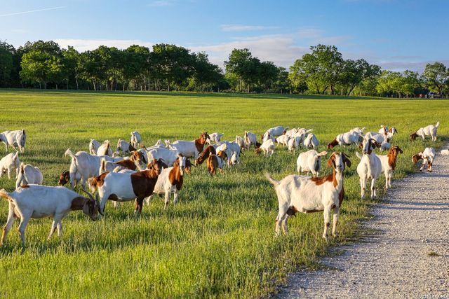 850 SISTERDALE RD, Boerne, TX 78006