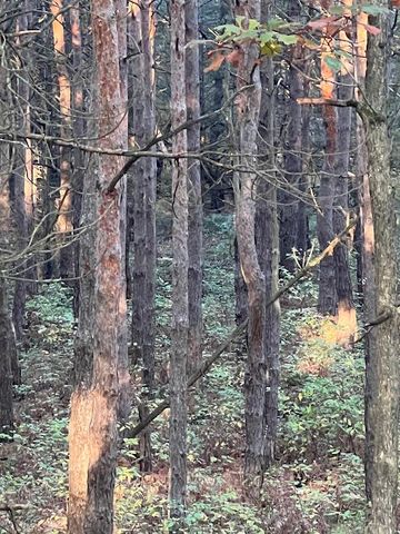 3498 Lindeman Road, Manistee, MI 49660