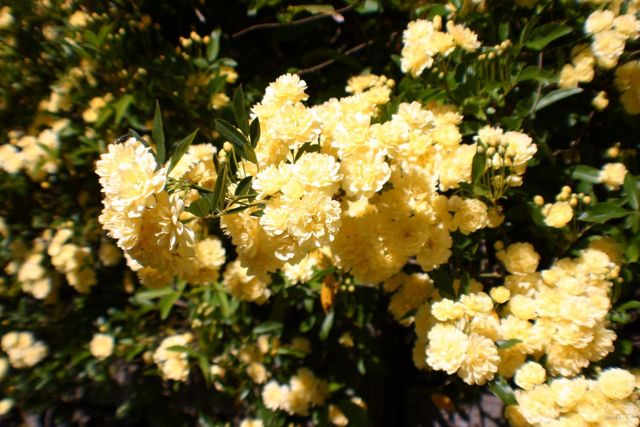 518 Galland St, Petaluma, CA 94952