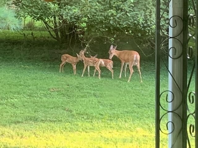 136 Lincoln Drive, Frankfort, KY 40601