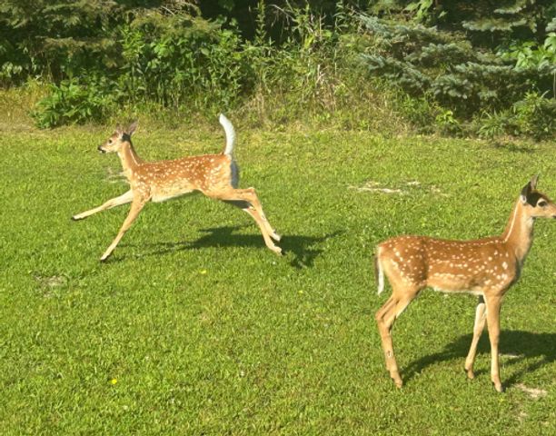 31346 Naples Street NE, Cambridge, MN 55008