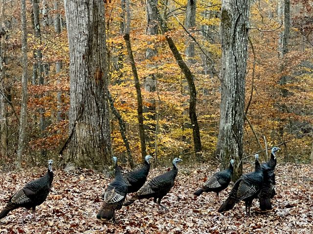 1220 Bald Eagle Dr, Kingston Springs, TN 37082