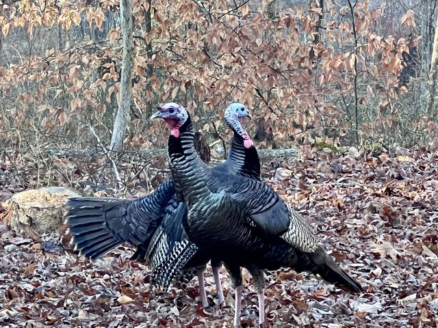 1220 Bald Eagle Dr, Kingston Springs, TN 37082