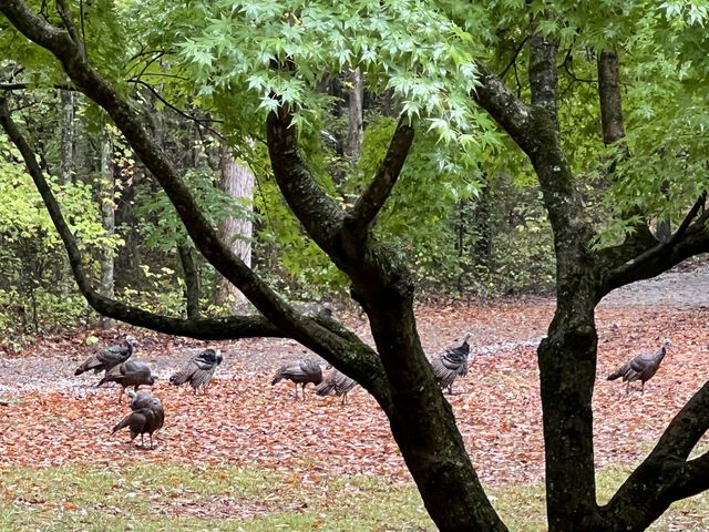 1220 Bald Eagle Dr, Kingston Springs, TN 37082