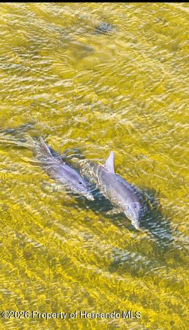 3461 Pandora Drive, Weeki Wachee, FL 34607