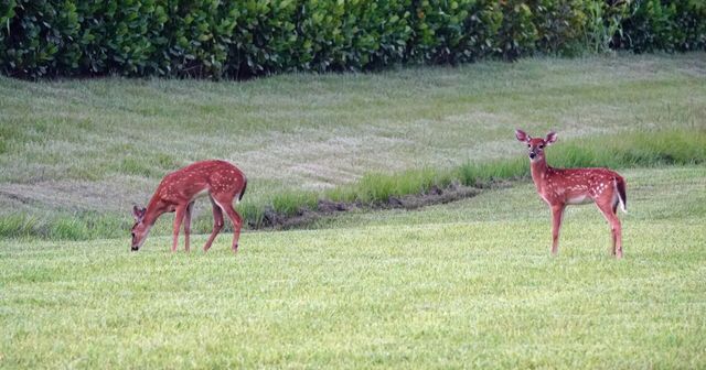 27064 SW Viterbo Way, Port St. Lucie, Port St Lucie, FL 34986