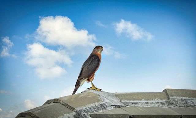 27064 SW Viterbo Way, Port St. Lucie, Port St Lucie, FL 34986