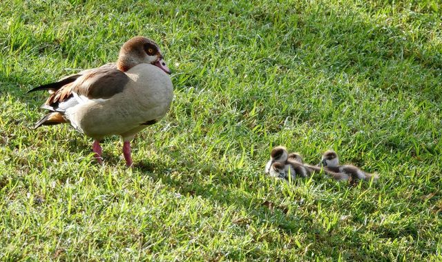 27064 SW Viterbo Way, Port St. Lucie, Port St Lucie, FL 34986