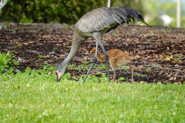 27064 SW Viterbo Way, Port St. Lucie, Port St Lucie, FL 34986