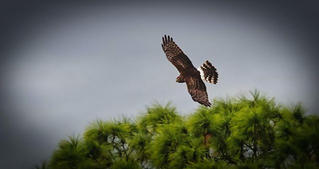 27064 SW Viterbo Way, Port St. Lucie, Port St Lucie, FL 34986