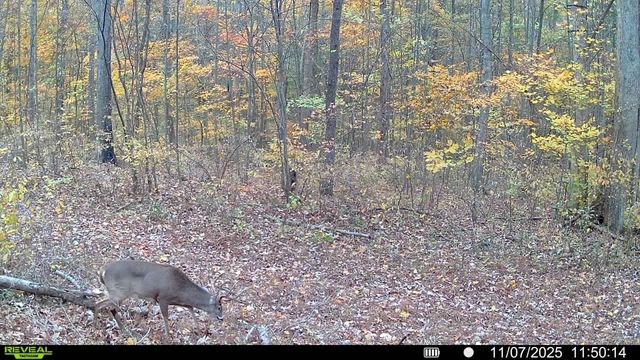 510 Rogues Fork Rd, Bethpage, TN 37022