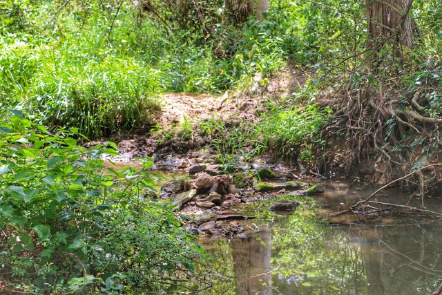 419 Rose Bush Drive, Marshfield, MO 65706