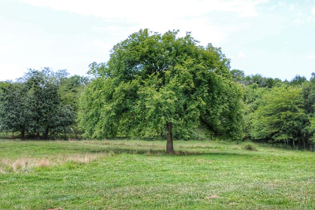 419 Rose Bush Drive, Marshfield, MO 65706