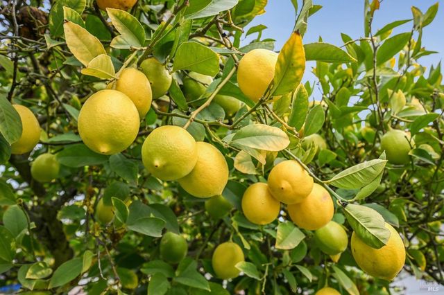 1127 Cleveland Ave, Santa Rosa, CA 95401