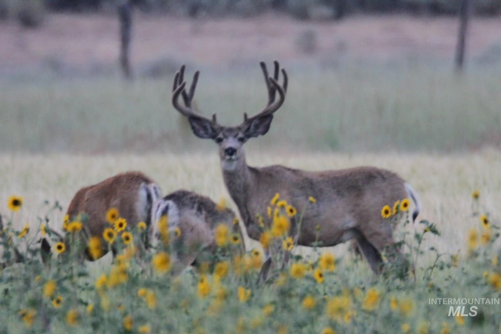 Monument Gulch 320, Fairfield, ID 83327 photo 3
