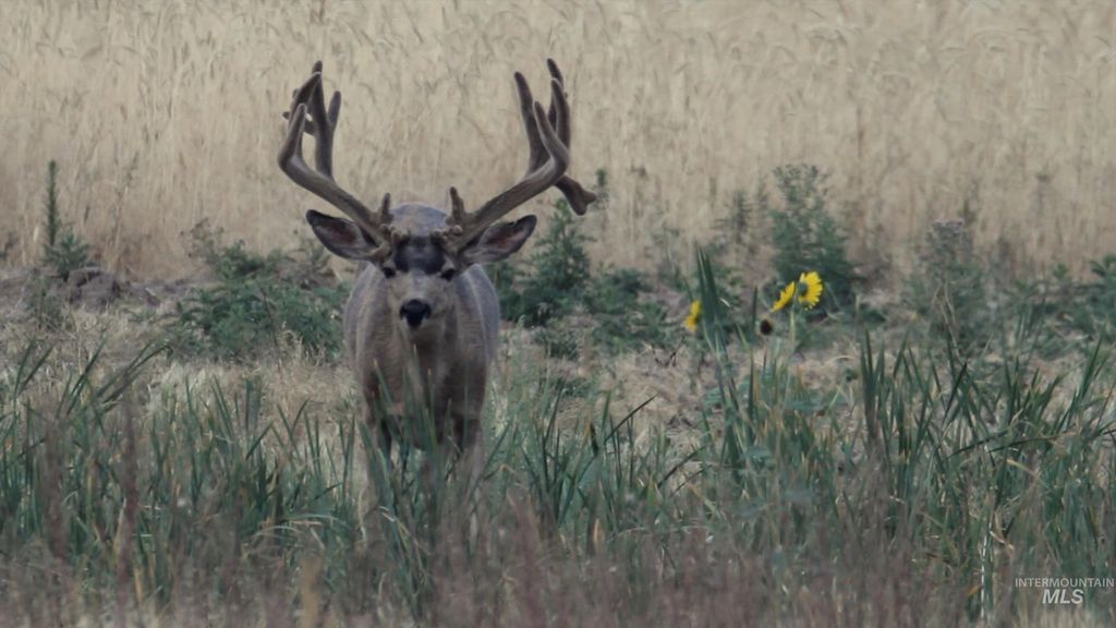 Monument Gulch 320, Fairfield, ID 83327 photo 7