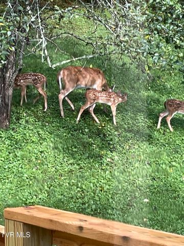 5191 Highway 421, Mountain City, TN 37683