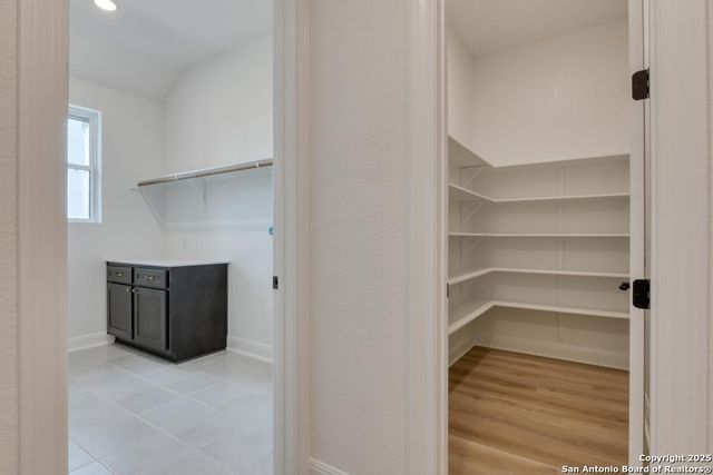 1121 Cape May Warbler, New Braunfels, TX 78132