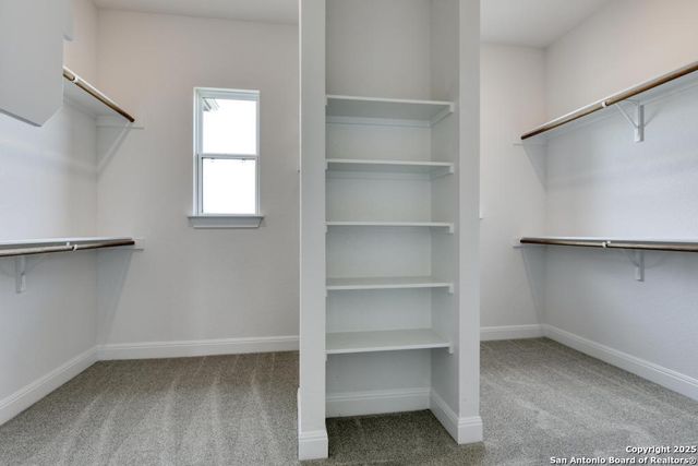 1121 Cape May Warbler, New Braunfels, TX 78132