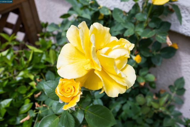 121 Enchanted Way, San Ramon, CA 94583