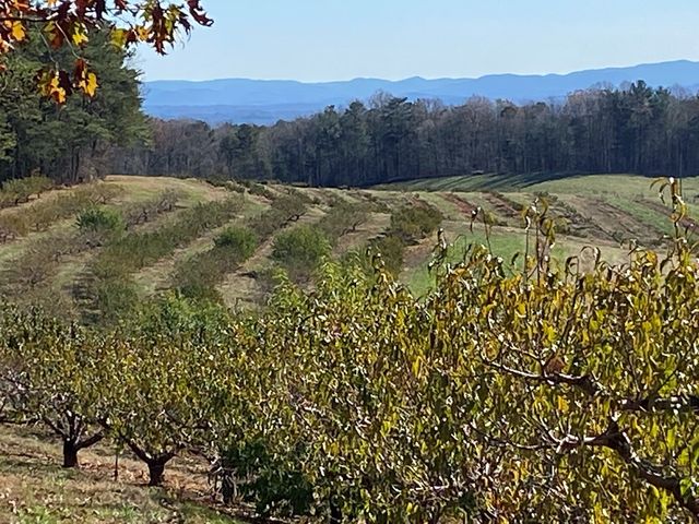 36.8 AC Pleasant Oak Trail, Ellijay, GA 30540