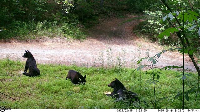 36.8 AC Pleasant Oak Trail, Ellijay, GA 30540