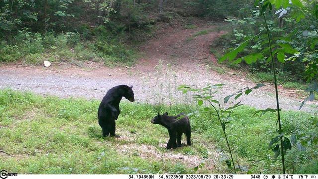 36.8 AC Pleasant Oak Trail, Ellijay, GA 30540