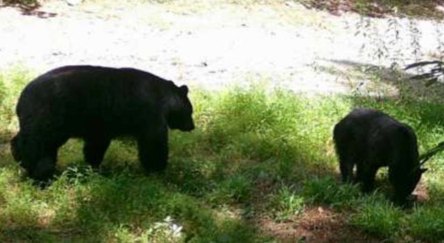 36.8 AC Pleasant Oak Trail, Ellijay, GA 30540