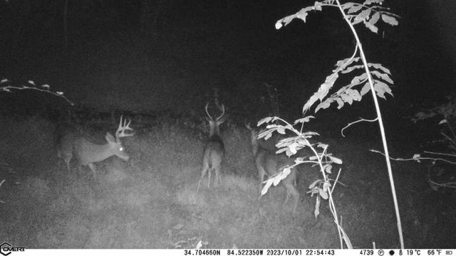 36.8 AC Pleasant Oak Trail, Ellijay, GA 30540