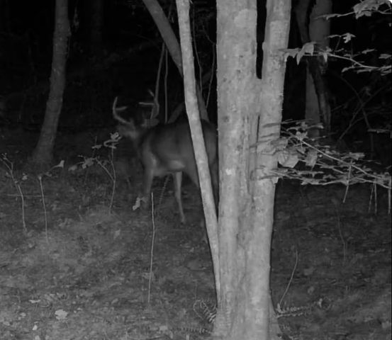 36.8 AC Pleasant Oak Trail, Ellijay, GA 30540