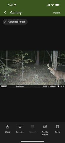 36.8 AC Pleasant Oak Trail, Ellijay, GA 30540