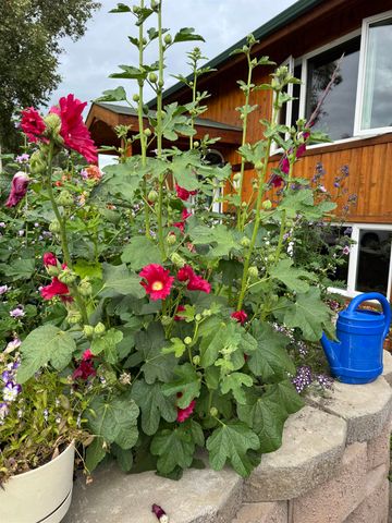 1113 SUNSET DRIVE, Fairbanks, AK 99709