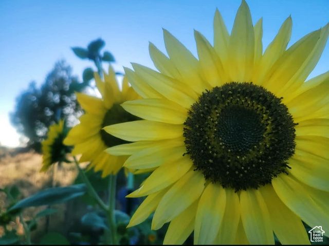 46501 W BANDANNA DR, Fruitland, UT 84027