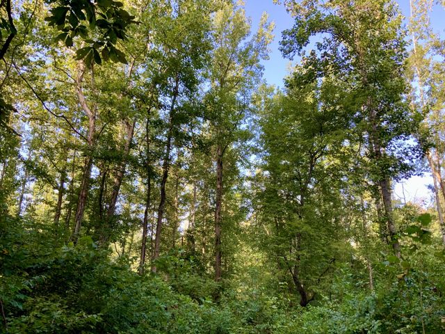 0 Copper Springs Road, Springville, TN 38256