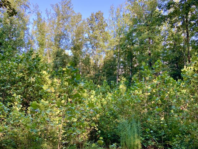 0 Copper Springs Road, Springville, TN 38256