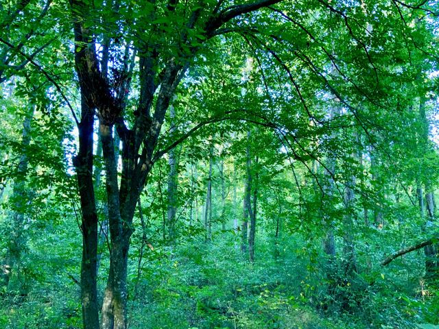 0 Copper Springs Road, Springville, TN 38256