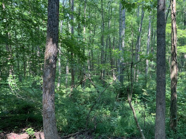 0 Copper Springs Road, Springville, TN 38256
