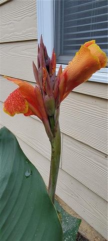 505 Canton Court, Canton, GA 30115