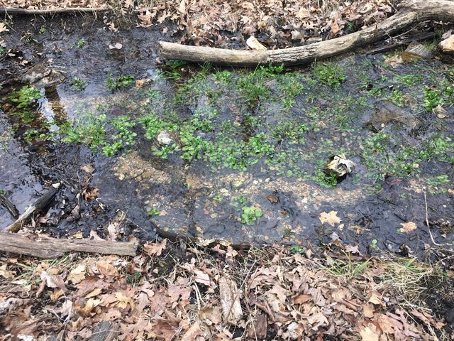 000 County Road P-305, Ava, MO 65608