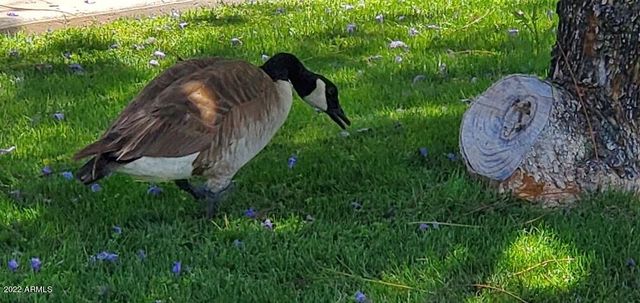 517 S MARINA Drive, Gilbert, AZ 85233