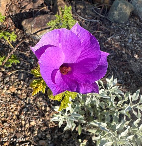 1121 W ASTER Drive, Phoenix, AZ 85029