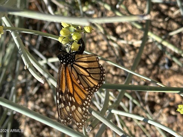 1121 W ASTER Drive, Phoenix, AZ 85029